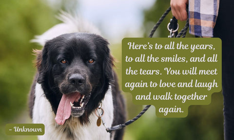 Life Is Ruff Without You - For Those Suffering the Loss of a Barking Best Friend